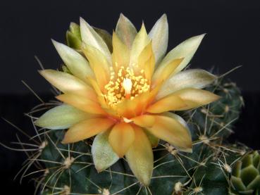 Flower of mother plant